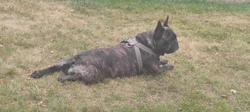 French Bulldog in a harness stretched out resting on a grass lawn