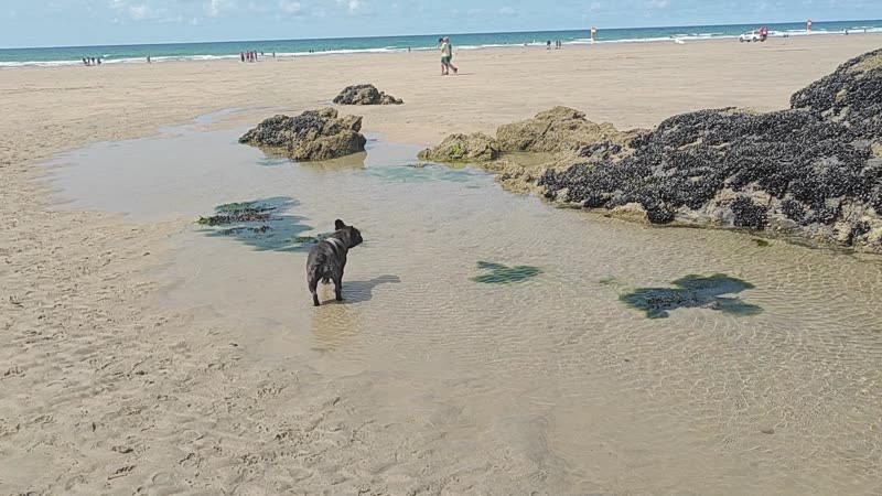 Small dark dog standing in a shallow tidal pool on a wide sandy beach