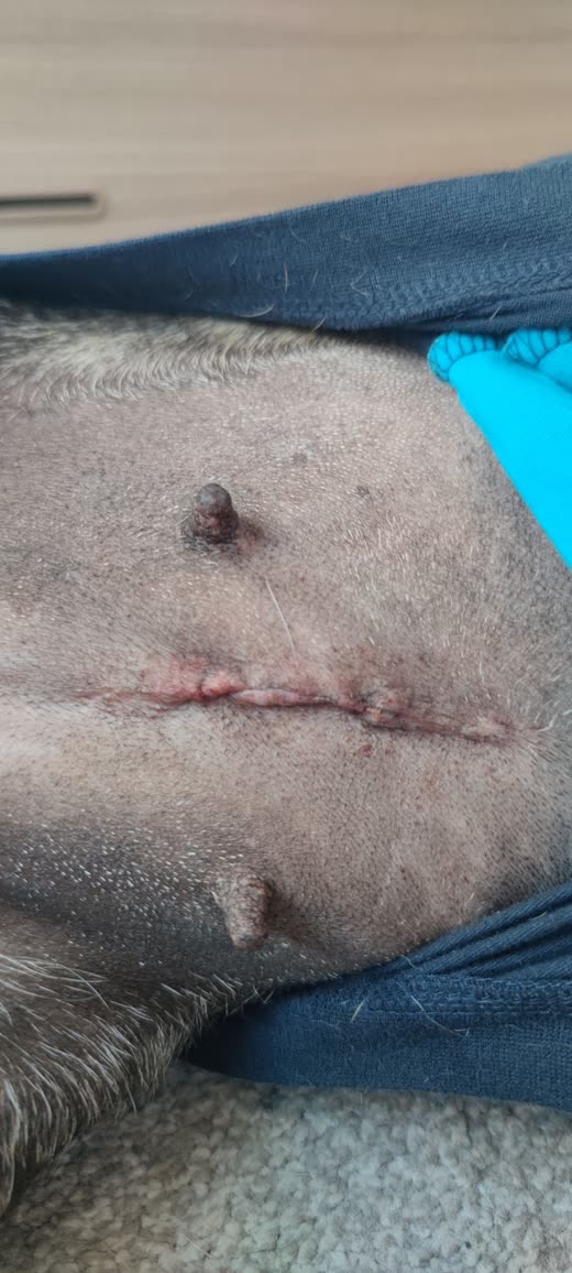 Close-up of a clean stitched surgical incision on a dog's shaved abdomen after an operation