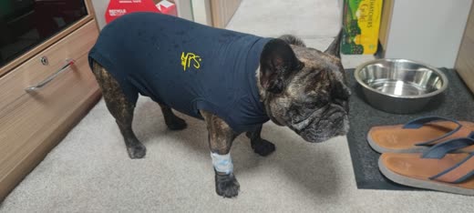 Brindle French Bulldog in a blue post-operative recovery suit with a bandaged leg, standing by its food bowls