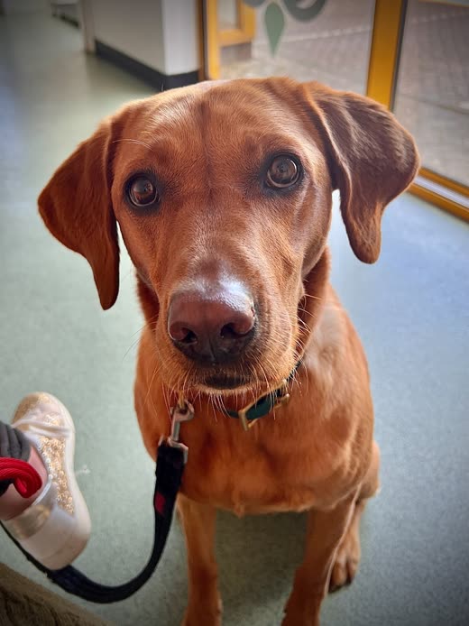 Red fox Labrador on a lead looking up at the camera in the clinic waiting area
