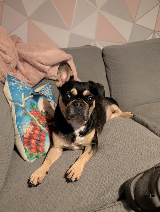 Small black and tan dog resting on a sofa with an owner's hand on its head