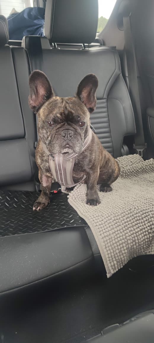 Blue French Bulldog sitting on a blanket in a car boot, ready to travel to the practice